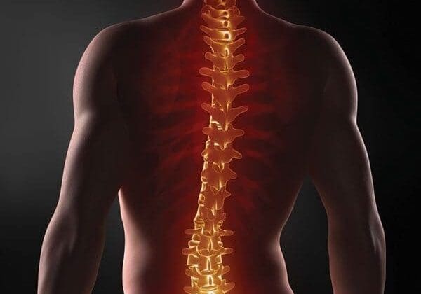 spine